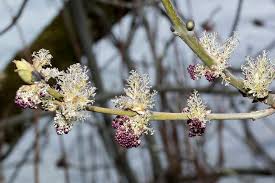 Attēlu rezultāti vaicājumam “Fraxinus excelsior flower”