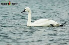 Attēlu rezultāti vaicājumam “Cygnus columbianus adult”