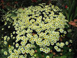 Attēlu rezultāti vaicājumam “Anthemis tinctoria leaf”
