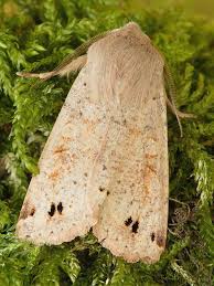Attēlu rezultāti vaicājumam “Orthosia munda larva”