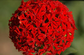 Attēlu rezultāti vaicājumam “Silene chalcedonica flower”