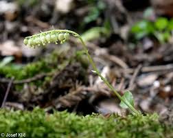 Attēlu rezultāti vaicājumam “Orthilia secunda”