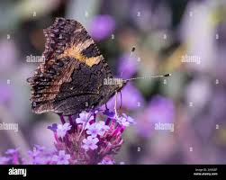 Attēlu rezultāti vaicājumam “Aglais urticae underside”