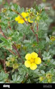 Attēlu rezultāti vaicājumam “Pentaphylloides fruticosa leaf”