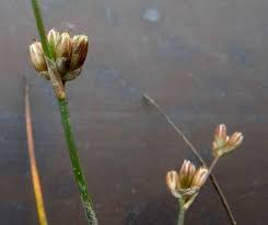 Attēlu rezultāti vaicājumam “Juncus bulbosus fruit”