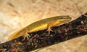 Attēlu rezultāti vaicājumam “Triturus vulgaris female”