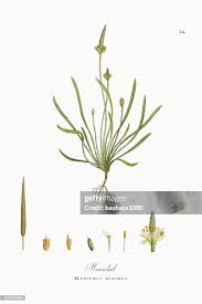 Attēlu rezultāti vaicājumam “Myosurus minimus”