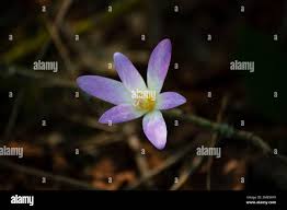 Attēlu rezultāti vaicājumam “Erythronium sibiricum flower”