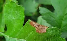 Attēlu rezultāti vaicājumam “Gracillaria syringella imago”