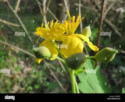 Attēlu rezultāti vaicājumam “Chelidonium majus bud”