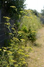 Attēlu rezultāti vaicājumam “Pastinaca sativa subsp. sylvestris”