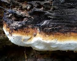 Attēlu rezultāti vaicājumam “Antrodia crassa”