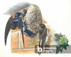 Attēlu rezultāti vaicājumam “Delichon urbicum nest”