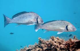 Image result for Umbrina cirrosa