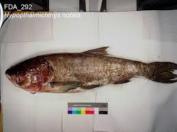 Image result for Hypophthalmichthys nobilis