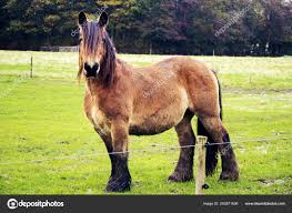 Attēlu rezultāti vaicājumam “Equus ferus caballus”