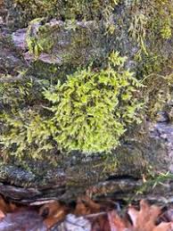 Attēlu rezultāti vaicājumam “Callicladium haldanianum”