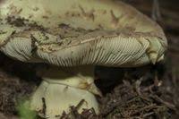 Attēlu rezultāti vaicājumam “Amanita citrina”