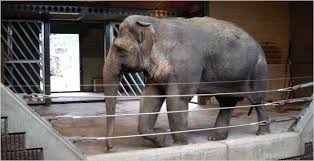 Image result for sad elephant