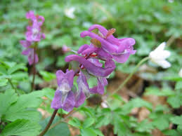 Attēlu rezultāti vaicājumam “Corydalis cava”