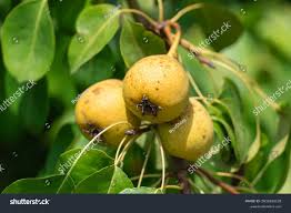 Attēlu rezultāti vaicājumam “Pyrus pyraster fruit”