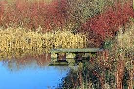 Image result for Monk Bretton Cc