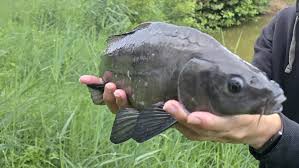 Image result for Cyprinus multitaeniatus