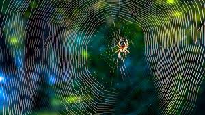 Image result for web patterns