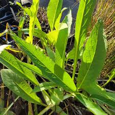 Image result for Symphytum officinale