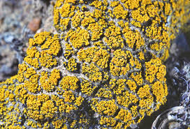 Attēlu rezultāti vaicājumam “Candelariella sp.”