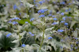 Attēlu rezultāti vaicājumam “Brunnera macrophylla”