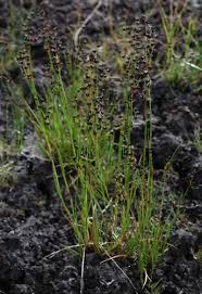 Attēlu rezultāti vaicājumam “Juncus alpinoarticulatus”