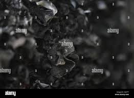 Attēlu rezultāti vaicājumam “Leptogium saturninum”