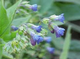 Attēlu rezultāti vaicājumam “Lophozia longiflora”