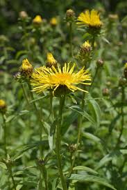 Attēlu rezultāti vaicājumam “Inula salicina bud”