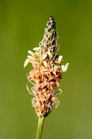 Attēlu rezultāti vaicājumam “Plantago media bud”