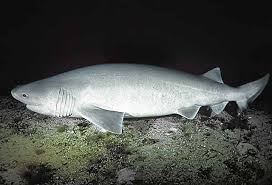 Image result for Hexanchus griseus