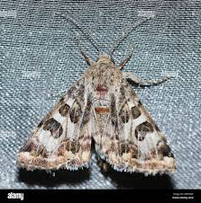 Attēlu rezultāti vaicājumam “Protoschinia scutosa”