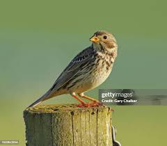 Image result for Emberiza calandra