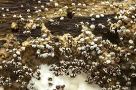 Attēlu rezultāti vaicājumam “Physarum leucophaeum stalked”