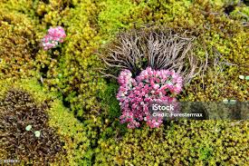 Attēlu rezultāti vaicājumam “Sphagnum palustre”