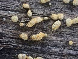 Attēlu rezultāti vaicājumam “Badhamia affinis”