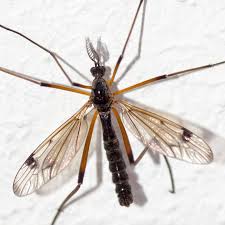 Attēlu rezultāti vaicājumam “Tipulidae”