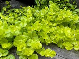 Image result for Lysimachia nummularia