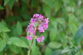 Attēlu rezultāti vaicājumam “Silene viscaria bud”