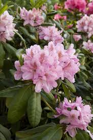 Attēlu rezultāti vaicājumam “Rhododendron sichotense flower”