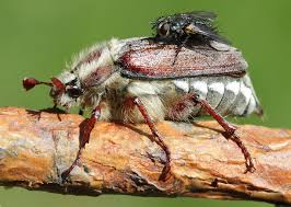 Attēlu rezultāti vaicājumam “Melolontha hippocastani imago”