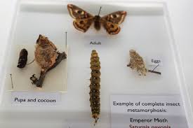 Attēlu rezultāti vaicājumam “Saturnia pavonia eggs”