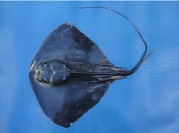 Image result for Pteroplatytrygon violacea