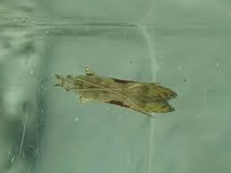 Attēlu rezultāti vaicājumam “Hypatima rhomboidella”